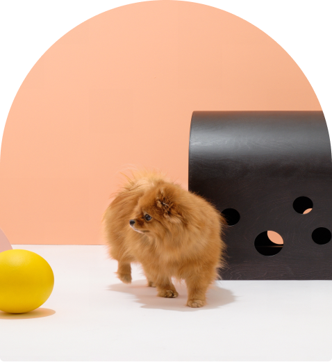 Small dog resting beside the black Cuut pet crate in a modern pastel setup