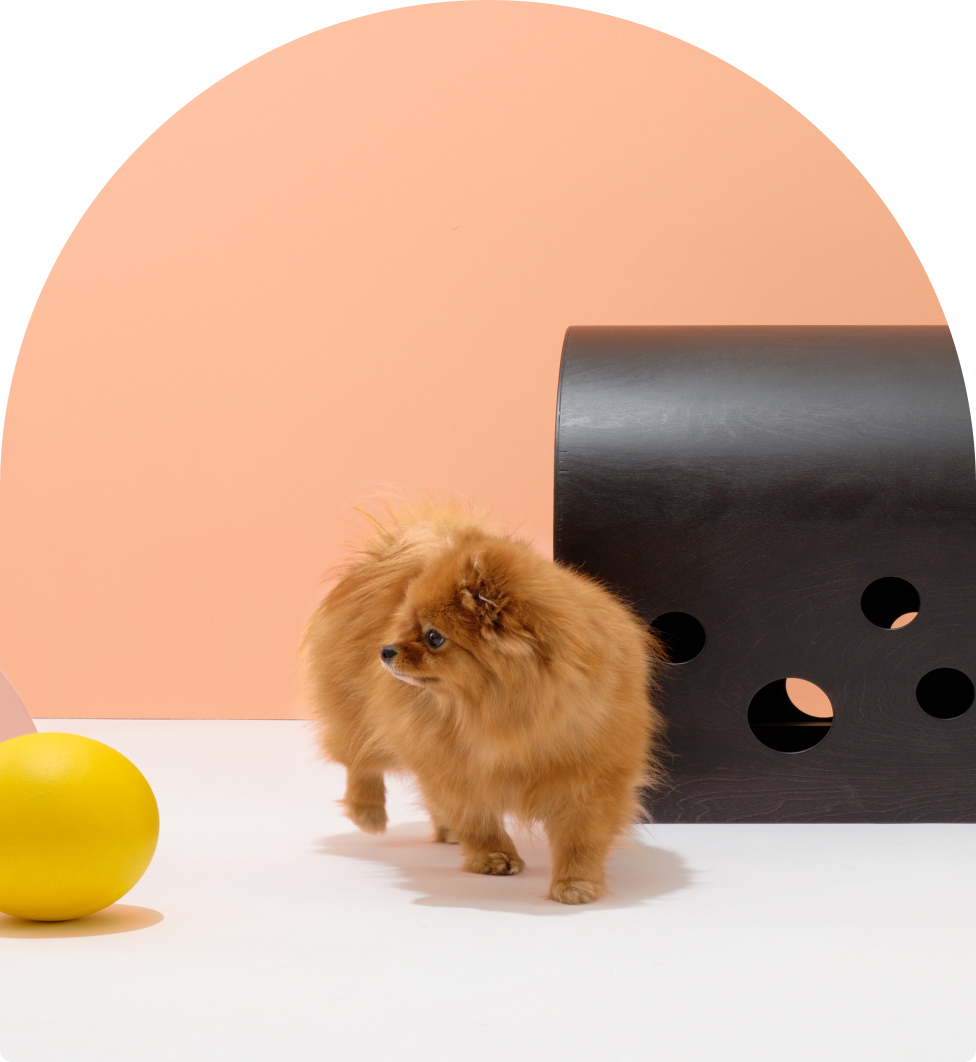 Small dog resting beside the black Cuut pet crate in a modern pastel setup