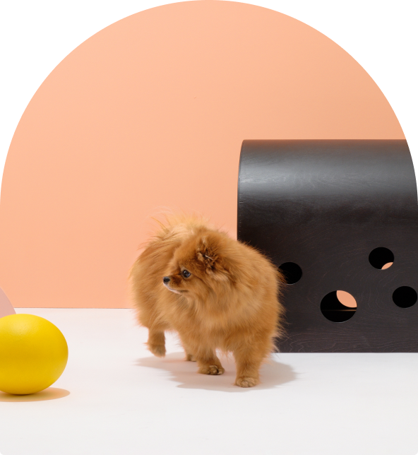 Small dog resting beside the black Cuut pet crate in a modern pastel setup